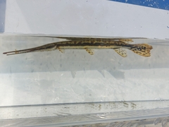Lepisosteus osseus