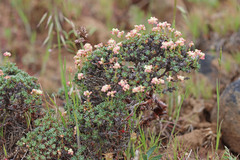 Eriogonum thymoides
