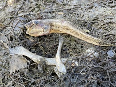Acanthogobius flavimanus