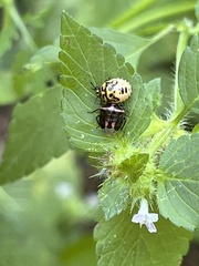 Cosmopepla lintneriana