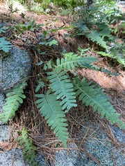 Polypodium virginianum