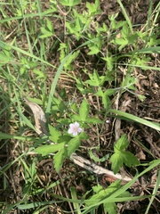 Geranium sibiricum
