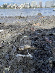Acanthogobius flavimanus