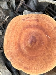 Lactarius peckii