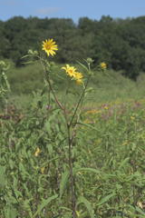 Helianthus giganteus