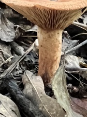 Lactarius peckii