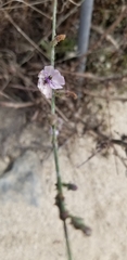 Stephanomeria