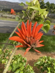 Erythrina lysistemon