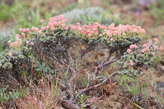 Eriogonum thymoides