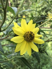 Helianthus giganteus