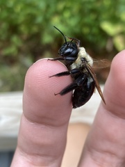 Xylocopa virginica virginica