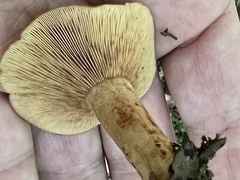 Lactarius peckii