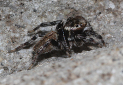 Maratus griseus