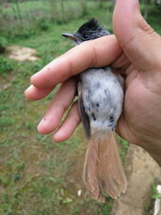 Terpsiphone atrochalybeia