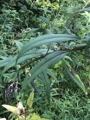 Helianthus giganteus