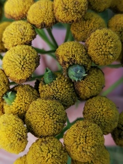 Rhopalomyia tanaceticola