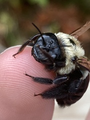 Xylocopa virginica virginica