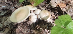 Volvariella bombycina