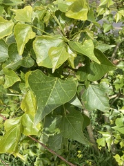 Erythrina lysistemon