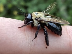 Xylocopa virginica virginica