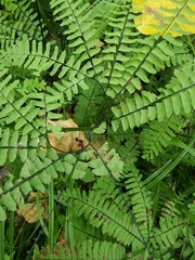 Adiantum aleuticum