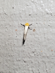 Chrysoecia thoracica