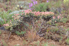 Eriogonum thymoides
