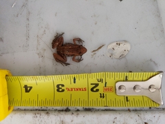 Eleutherodactylus planirostris