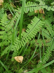 Adiantum aleuticum