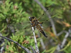 Libellula quadrimaculata