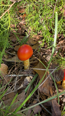 Amanita jacksonii