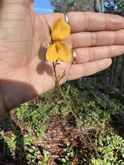 Chapmannia floridana