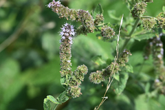 Mentha suaveolens
