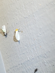 Chrysoecia thoracica