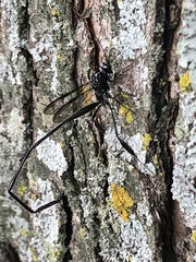 Pelecinus polyturator