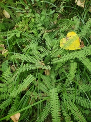 Adiantum aleuticum