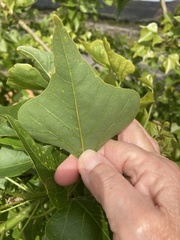 Erythrina lysistemon