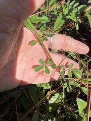 Chapmannia floridana