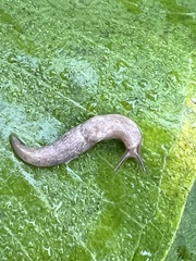 Deroceras reticulatum