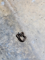 Nerodia sipedon sipedon