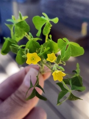 Oxalis stricta