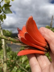 Erythrina lysistemon
