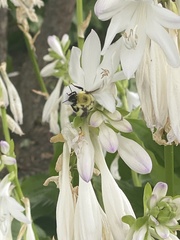 Bombus bimaculatus
