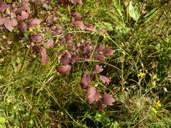 Thalictrum minus