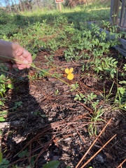 Chapmannia floridana