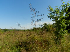 Thalictrum minus