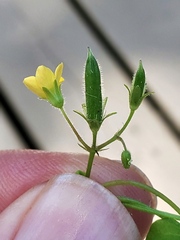 Oxalis stricta