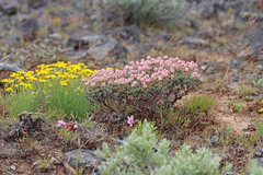 Eriogonum thymoides