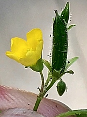 Oxalis stricta