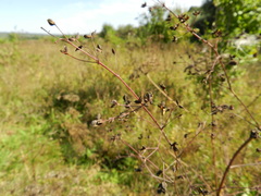 Thalictrum minus